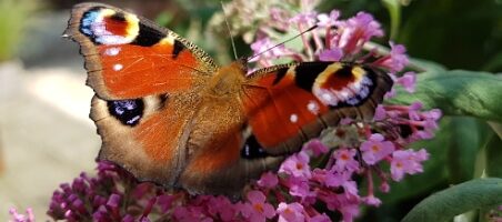 Tagpfauenauge auf Sommerflieder