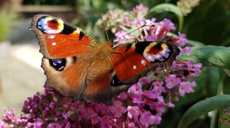 Tagpfauenauge auf Sommerflieder