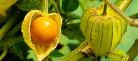Andenbeeren