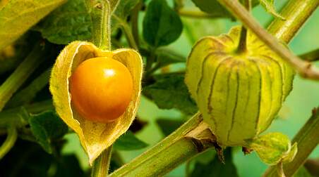 Andenbeeren – leckere Früchtchen für den Balkon