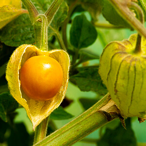 Andenbeeren