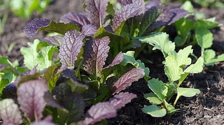 Asia-Salate – leckeres Grünzeug für den Balkon