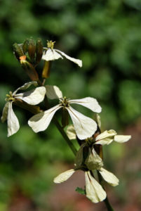 Blühender Rucola