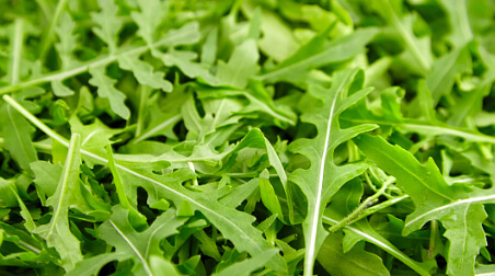 Rucola – würziger Geschmack aus dem Blumenkasten