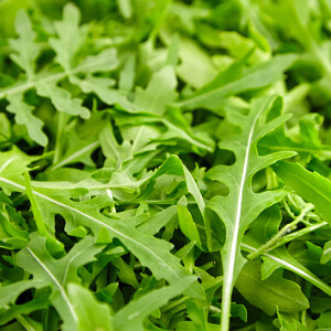 Rucola