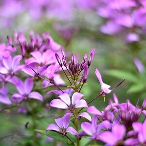 Balkonarbeiten im Juni - Spinnenblume