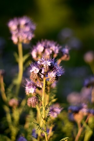 Balkonarbeiten im Juli - Bienenfreund