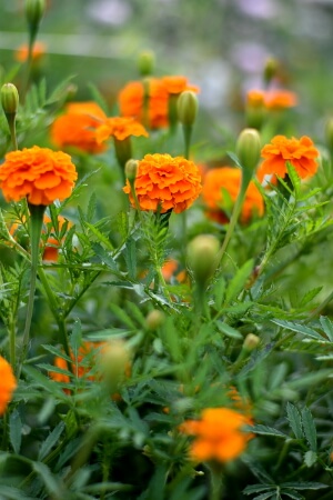 Balkonarbeiten im August - Tagetes