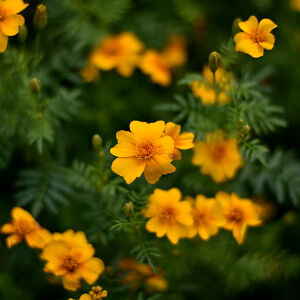 Balkonarbeiten im Oktober - Tagetes