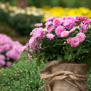 Blühende Chrysanthemen