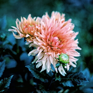 Blühende Chrysanthemen