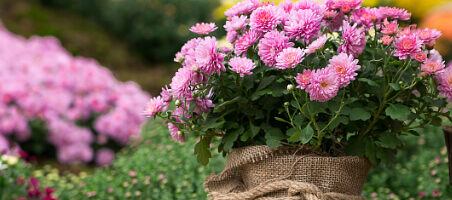 Blühende Chrysanthemen