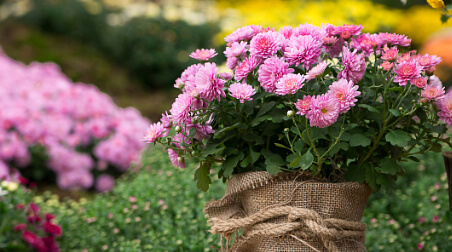 Chrysanthemen: Damit der Herbst besonders farbenprächtig wird