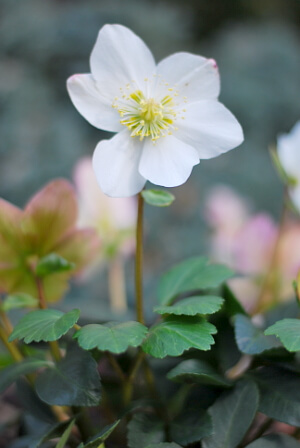 Balkonarbeiten im Januar - blühende Christrose