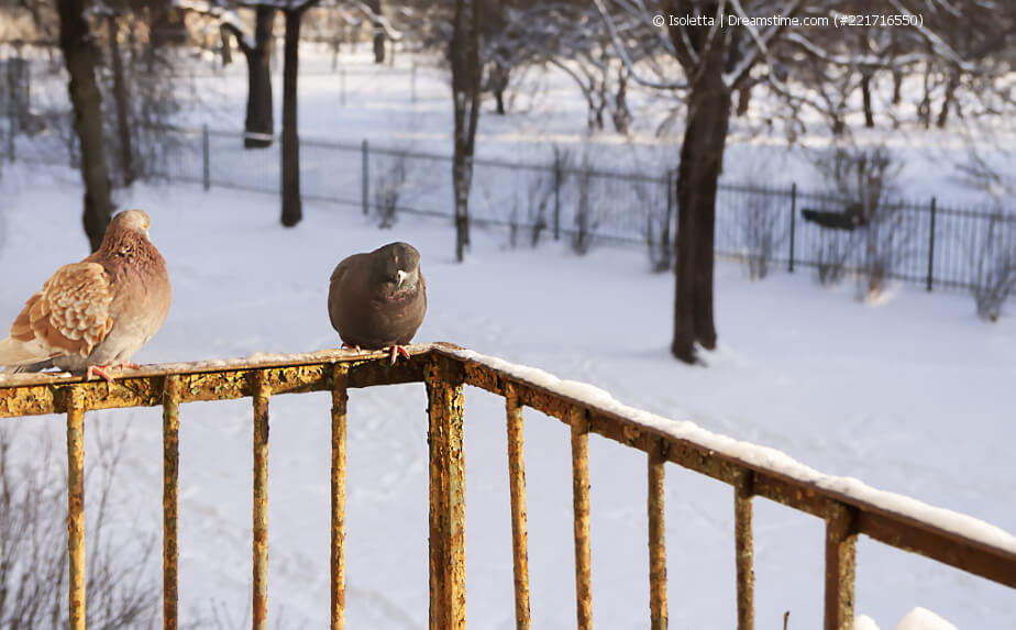 Balkonarbeiten im Januar - an die Vögel denken