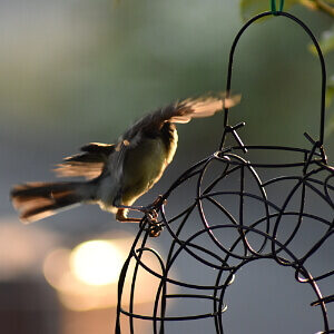 Balkonarbeiten im Januar - an die Vögel denken