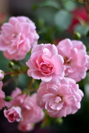Balkonarbeiten im März - Rosen schneiden Balkonarbeiten im März - Rosen schneiden