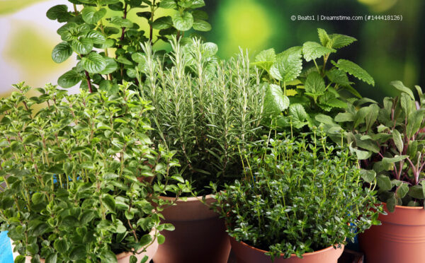 Balkonkräuter – der eigene Kräutergarten auf dem Balkon