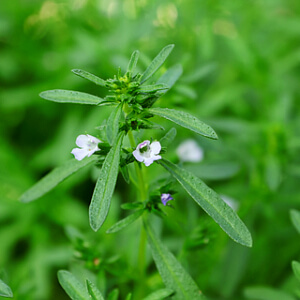 Bohnenkraut - blühendes Sommerbohnenkraut