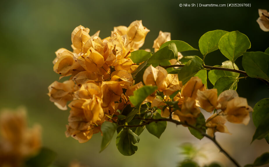 Gelb blühende Bougainvillea (Drillingsblume)