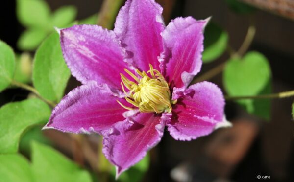 Clematis: Blühender Sichtschutz auf dem Balkon