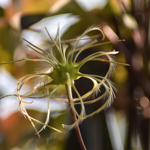 Samen einer Clematis