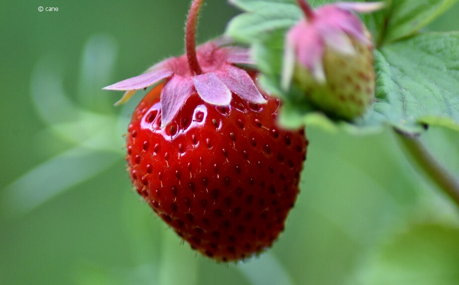 Erdbeeren auf dem Balkon anpflanzen