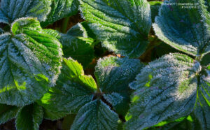 Birnenmelone überwintern Tipps zur Pflege der Pepino im Winter