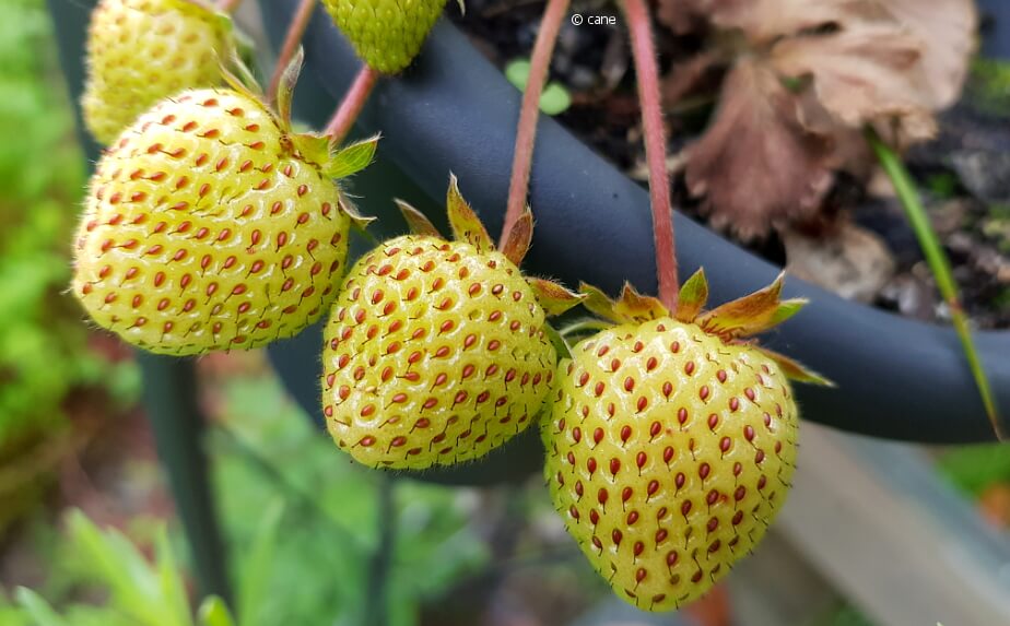 Erdbeeren vermehren