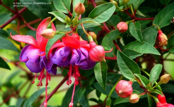 Fuchsien – die üppig blühenden Schattenliebhaber