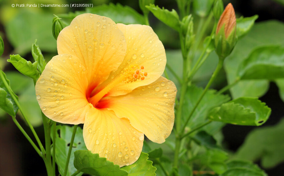 Gelber Hibiskus