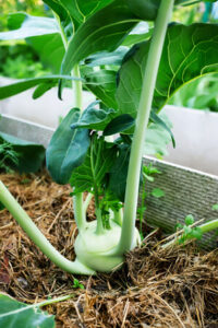 Kohlrabi auf dem Balkon anbauen