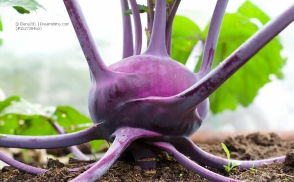 Weißen und blauen Kohlrabi auf dem Balkon anbauen