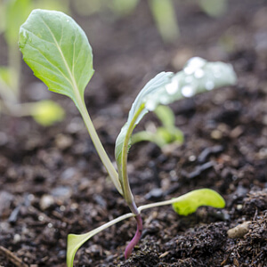 Kohlrabi auf dem Balkon anbauen - Setzling Kohlrabi auf dem Balkon anbauen - Setzling