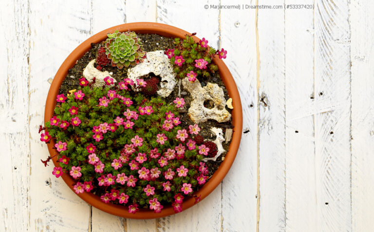 Balkonarbeiten im August Tipps und TodoListe für Balkonpflanzen