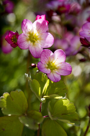 Rosa blühender Moos-Steinbrech