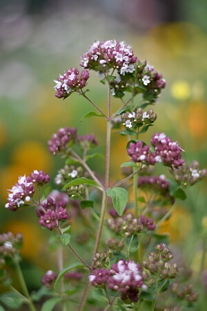 Blühender Oregano