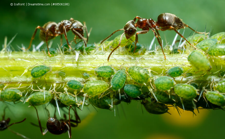 Schädlinge an Balkonpflanzen - Blattläuse und Ameisen