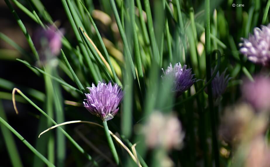 Schnittlauch mit Blüten