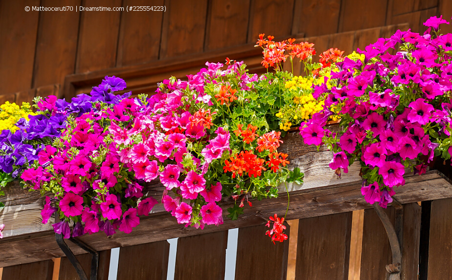 Sommerbepflanzung auf dem Balkon