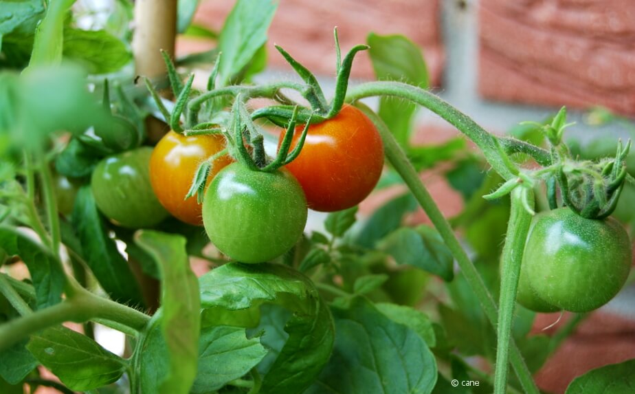 Tomaten düngen