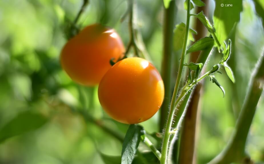 Herkunft der Tomate