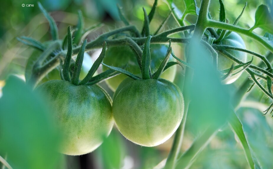 Tomaten - wie für den Balkon gemacht