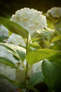 weiße Hortensien
