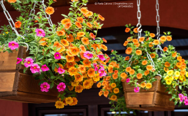 Ampelpflanzen für Balkon und Terrasse – Blütenpracht den ganzen Sommer über