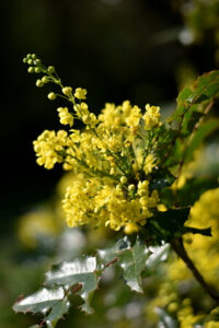 Balkonarbeiten im April - blühende Mahonie