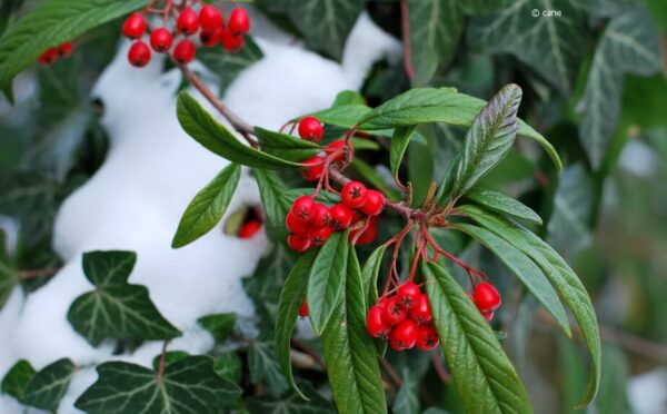 Der Winter auf dem Balkon: viel Weiß und ein paar Farbtupfer