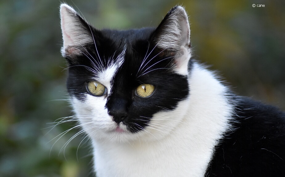 schwarzweiß gefleckte Katze