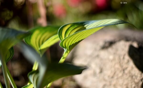 Balkonpflanzen: Pflegewünsche an den Blatt-Typen erkennen