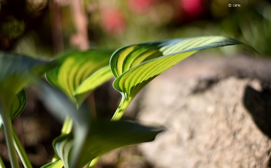 Balkonpflanzen - Blatt-Typen